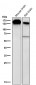 Anti-BTF Rabbit Monoclonal Antibody