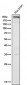Anti-mTOR Rabbit Monoclonal Antibody