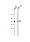 P40 antibody