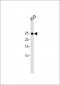 FGF19 antibody