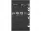 Anti-CHOLINE OXIDASE (Alcaligenes species) (GOAT) Antibody