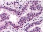 Anti-NF-Y (A subunit) (RABBIT) Antibody