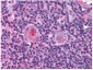 Anti-NF-Y (B subunit) (RABBIT) Antibody