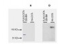 Anti-CIITA aa 1-333 (RABBIT) Antibody