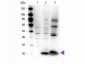 Anti-Myosin pS19/pS20 (RABBIT) Antibody