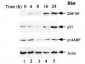 Anti-ZBP-89 (RABBIT) Antibody
