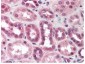 Anti-Cul5 (N-terminal specific) (RABBIT) Antibody