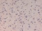 Anti-Kinesin-1 (Rabbit) Antibody