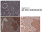 Anti-ALG6 (RABBIT) Antibody