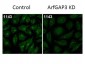 Anti-ARFGAP3 (RABBIT) Antibody