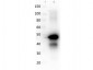 Anti-OVALBUMIN (RABBIT) Antibody