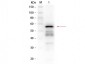 Anti-ALDEHYDE DEHYDROGENASE (Yeast) (RABBIT) Antibody