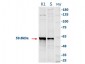 Anti-CATALASE (RABBIT) Antibody