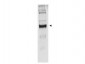 Anti-GLUTAMATE DEHYDROGENASE (Bovine Liver) (RABBIT) Antibody