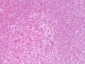Anti-NFKB p65 (Rel A) (RABBIT) Antibody