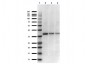 Anti-IKBß (RABBIT) Antibody