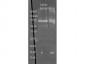 Anti-LACTOPEROXIDASE (Bovine Milk) (SHEEP) Antibody