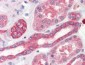 Anti-THYMIDYLATE SYNTHASE (SHEEP) Antibody