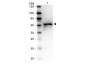 Anti-BOVINE ALBUMIN (RABBIT) Antibody (BSA)