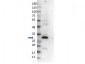 Anti-RFP (GOAT) Antibody