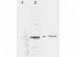 Anti-LEFTY A (MOUSE) Monoclonal Antibody