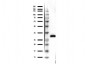 Anti-RFP (MOUSE) Monoclonal Antibody