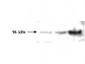 Anti-PMS2 (MOUSE) Monoclonal Antibody