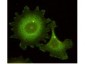 Anti-HEF1 (aa 82-398) (MOUSE) Monoclonal Antibody