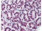 Anti-STAT5 pY694 (MOUSE) Monoclonal Antibody