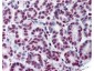 Anti-STAT5 pY694 (MOUSE) Monoclonal Antibody