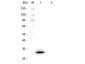 Anti-GSTK1 (MOUSE) Monoclonal Antibody