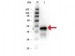 Anti-OVALBUMIN (RABBIT) Antibody
