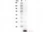 Anti-LYSOZYME (RABBIT) Antibody