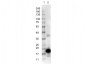 Anti-TRYPSIN INHIBITOR (RABBIT) Antibody