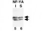 Anti-NF-Y (A subunit) (RABBIT) Antibody