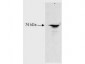 Anti-RFX5 (aa 320 to 494) (RABBIT) Antibody