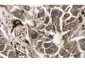 Anti-RFFL (RABBIT) Antibody