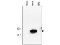 Anti-RNF34 (RABBIT) Antibody