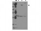 Anti-ASPP2 (RABBIT) Antibody