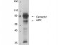 Anti-Cenexin-1 (RABBIT) Antibody