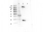 Anti-GAB1 (RABBIT) Antibody