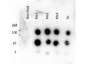 Anti-Histone H3 [methyl Lys27] (RABBIT) Antibody