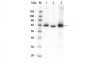 Anti-AKT (RABBIT) Antibody