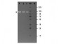 Anti-BETA GALACTOSIDASE (E.coli) (RABBIT) Antibody Fluorescein Conjugated