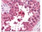 Anti-Aha1 (RAT) Monoclonal Antibody