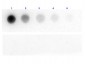 Anti-BETA GALACTOSIDASE (E.coli) (CHICKEN) Antibody