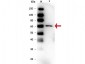 Anti-Bovine Serum Albumin (MOUSE) Monoclonal Antibody (BSA)