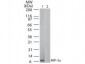 Anti-Human MIP-3α (MOUSE) Biotin Conjugated Monoclonal Antibody