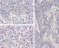 Anti-Human IL-1ß (RABBIT) Antibody