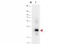 Anti-Human MIP-3α (RABBIT) Antibody